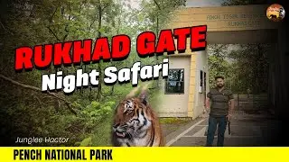 Rukhad Gate Night Safari | Pench Tiger Reserve | Raat me Tiger Kaise Dikhta Hai 