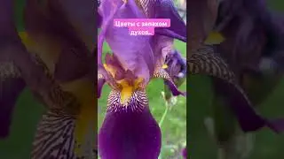 Цветы с запахом духов