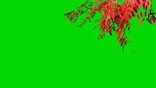 Red tree moving green screen video