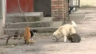 Питомник для бездомных собак.