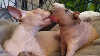 Best Friends Guinea Pig LUIS and Sphynx Cat HORUS 💞