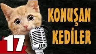 Pisicik TV - Konuşan Kediler 17 - En Komik Kedi Videoları!🐱‍👤