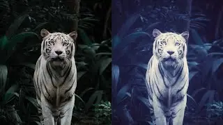 How to Edit Wildlife photography | Snapseed Photo editing