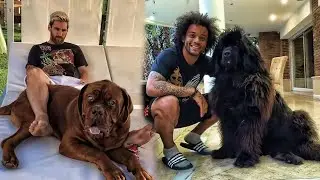 Famous Footballer And Their Pets