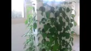 Болгарский перец на Аэропонике