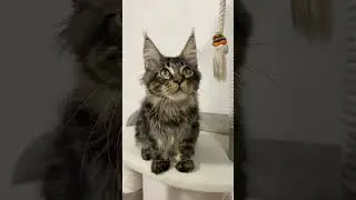 Мейн-кун котёнок Мартин, возраст 4 месяца😻