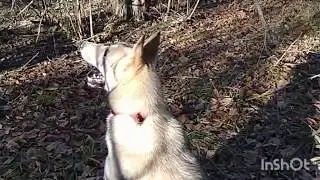 Натаскать Лака по кунице.