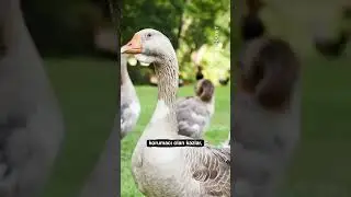 Gardiyan kazlar 🦆