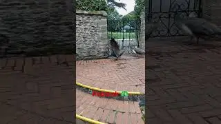 Peacock and Peahens 🦚