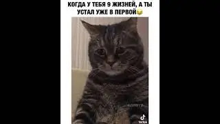 Когда у тебя 9 жизней, а ты устал уже в первой🥺😂