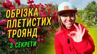 ОБРІЗКА ПЛЕТИСТИХ ТРОЯНД
