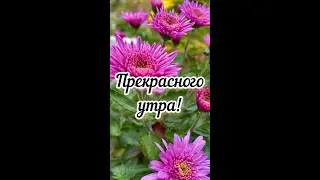 Доброе утро. Майя Кристалинская. Счастливый день 