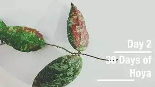 Hoya caudata | 30 Days of Hoya - 2 of 30