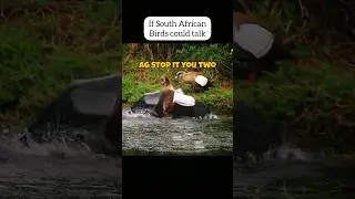 If Birds Could Speak 🤣 South African Birds Voice over #hilarious #trending #viral #southafrica