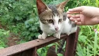 Kitten comes to the river