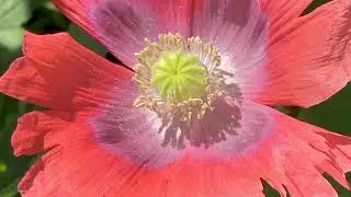 In the garden on July 15
