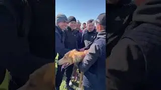 Тазы жарыс 2024ж Каракус 3шi орын алды😮#тазы #курсинг