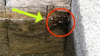 I FOUND TOADS and you won't believe what I did next