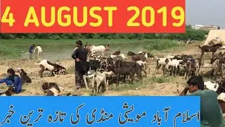 Islamabad Bakra Mandi (BHATTA CHOWK)New Update 2019.