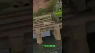 A vaca foi pro brejo trem atropela bezerros e não mata o pobrezinho que cai do trilho ferido e vivo