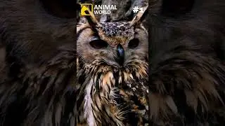 3 cool facts about owls 