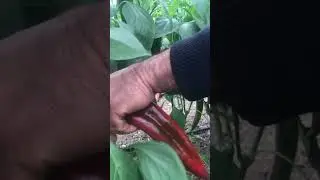 Capia harvest 