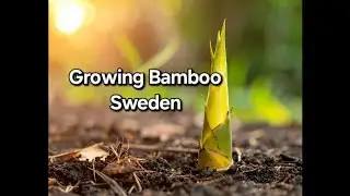 Growing running bamboo in Sweden zone5 #expectationsVSreality #GrowingBamboo  #หน่อไม้สวีเดน