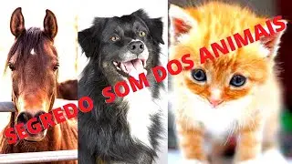 🦓O SEGREDO de Som dos Animais.