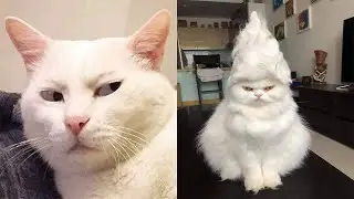 Compilation Funny Cat Moments 😹 Try not to Laugh Challenge 🤣 Best of Funny Cat Videos 😂 #10