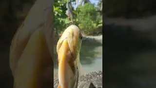 mancing ikan bawal yang super rakus