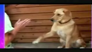 Prikol s givotnimi WMV V9