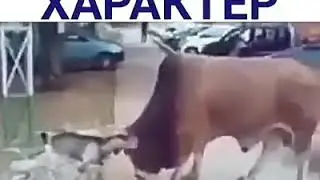 Главное характер. Топ приколы июнь 2019.