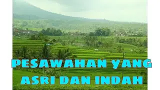 pesawahan yang indan dan asri