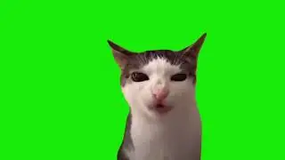 кот ест корм хромокей