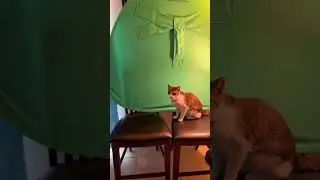 Murphy wants to audition too, should I let him do it?!