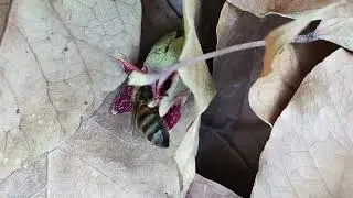 bee