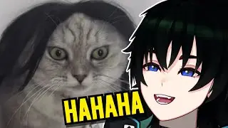Why Are These Cats So Silly?