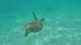 Snorkeling in Akumal Bay, Mexico 2016 with GoPro Hero4