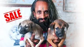 #dogs for sale | indian  breed dog puppies for sale | indian breed dogs for sale tamil Free adoption