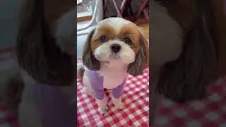 Cute and Funny Shih Tzu Dog 🐶😎😂🤣