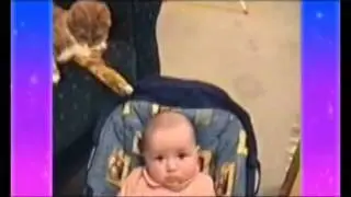 funny pets