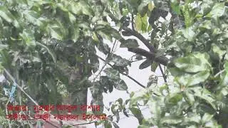 হে নামাজী আমার ঘরে নামাজ পড়ো আজ ||| মুহাম্মদ আবুল বাশার