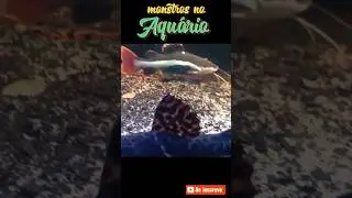 Aqurismo Jumbo #pirarara #pintado