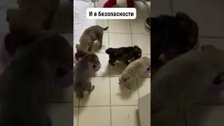 Спасли малышей. Опять…