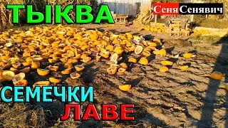 Сколько можно заработать на семечках тыквы (гарбуза), реальный урожай с 7,5 соток земли