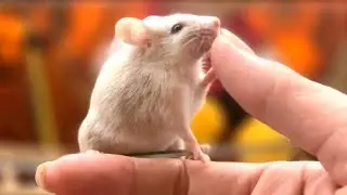 How to tame pet mice