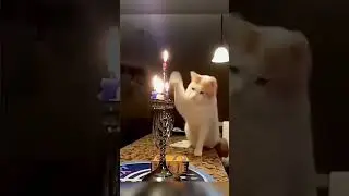 #меме