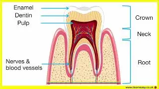 All about teeth 🦷 | Parts of a tooth, types of teeth, dental diseases, treatment options etc