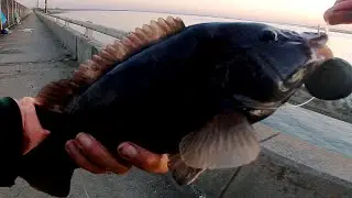 Surf to Turf - Looking for & Catching BLACKFISH - Tog Fishing the Sand & Bridge