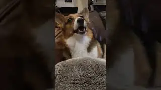 Meet Eevee the Doggo!